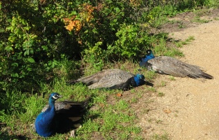 Pfaueninsel Potsdam